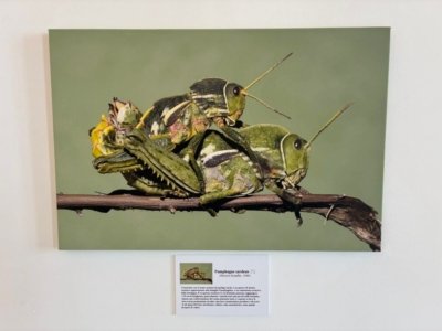 dettaglio stampa su tela per mostre fotografiche stampa su tela fine art per mostre fotografiche