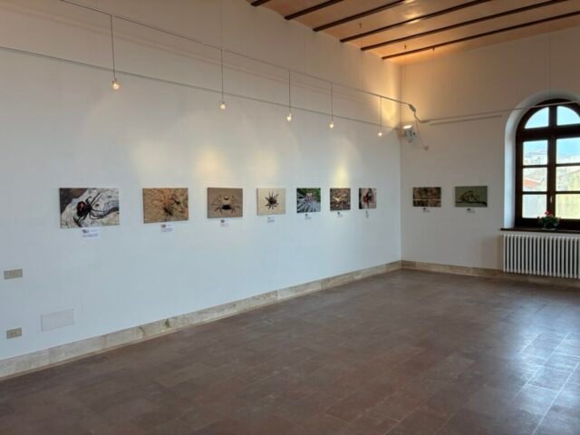 stampe su tela per mostre fotografiche stampa su tela per mostre fotografiche
